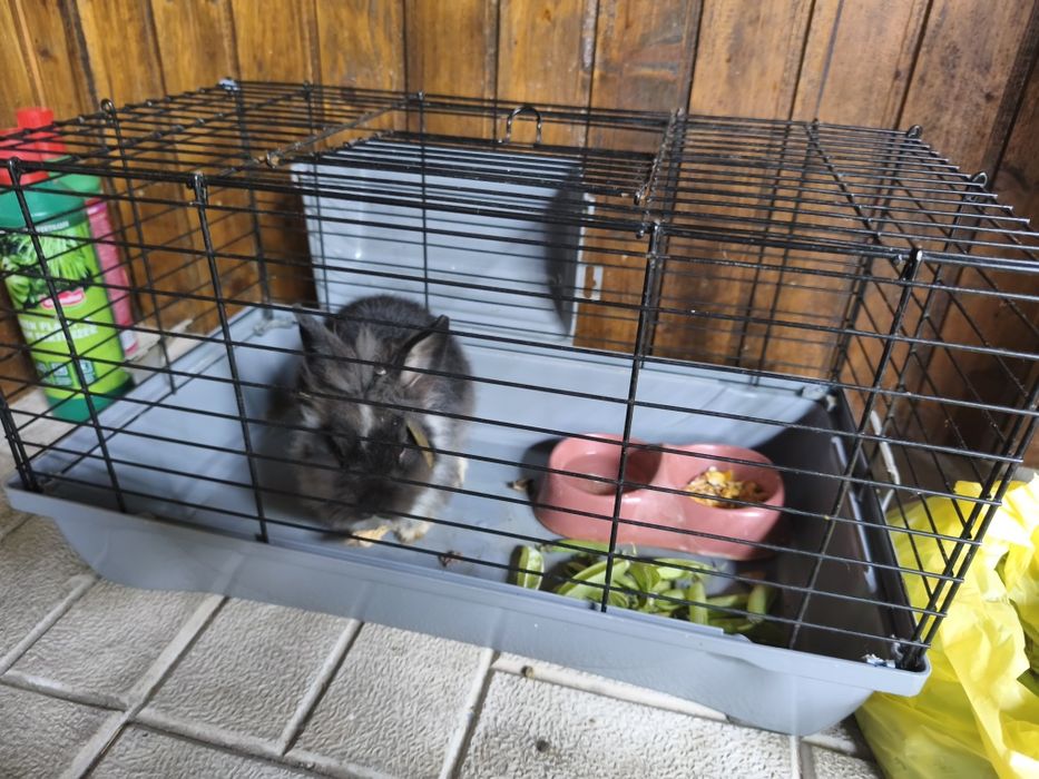 Vind iepurași cap de leu are 7 luni  e de talie mica  . Îl vind cu cușcă cu tot