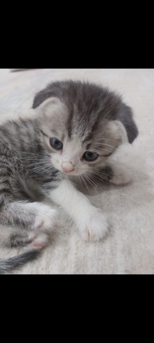 мысық. скоттиш страйт