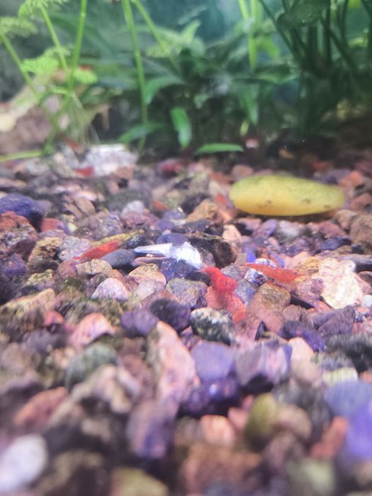 Рыбки криветки вишенки