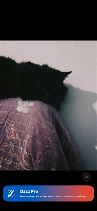 Кошка, очень умная девочка