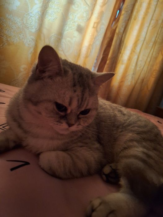 Предлагается для вязки