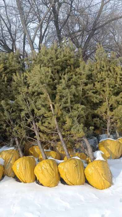 Обычные сосны для дома