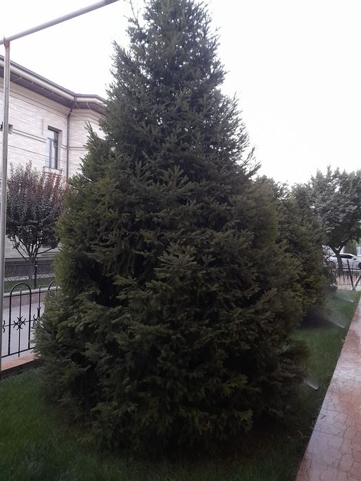 Тянь-шаньская Ель