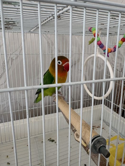 Попугай неразлучник