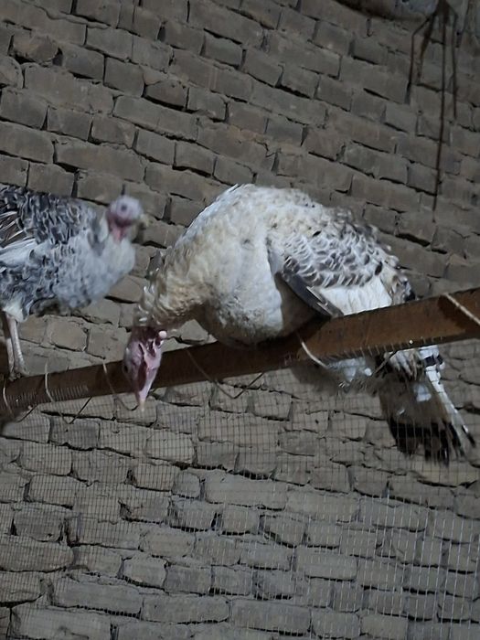 Indyuk kurka sotiladi sog'lom