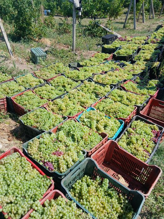 Struguri de vin direct de la producator
