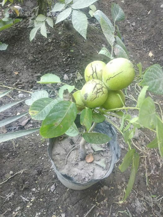 Karlek VA polekarlek yongoqlar 100%