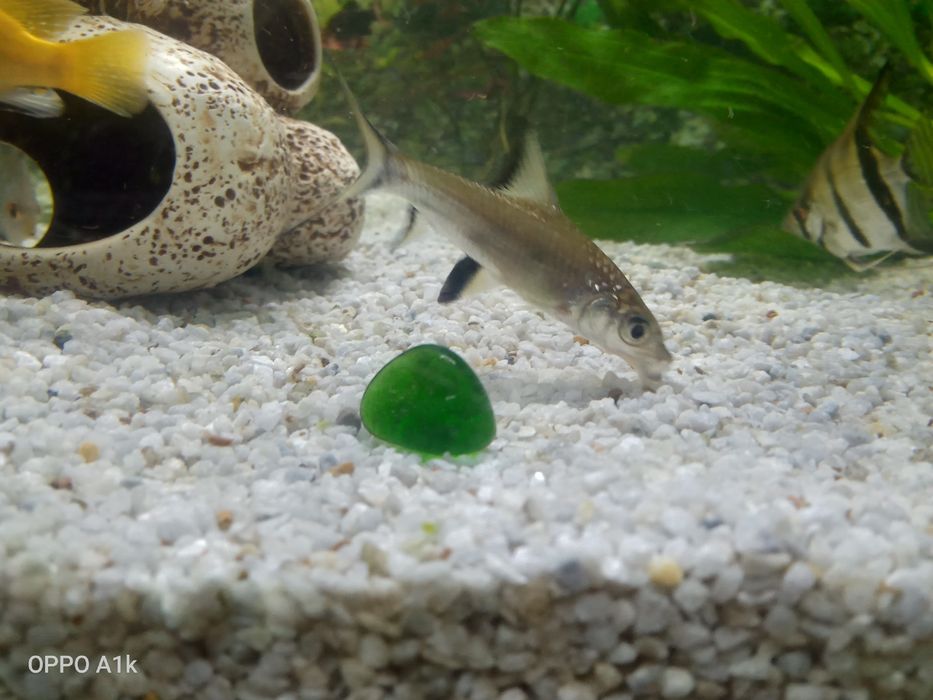 Акула балық сатамын