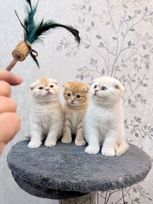 Шотландский вислоухие