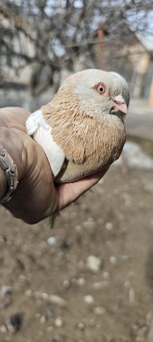 Продам голубей с хорошей игрой