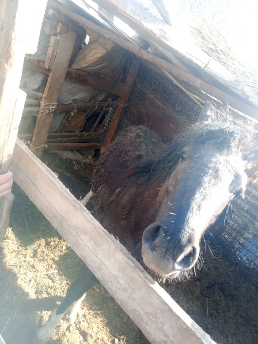 Тай  Жылқы жеребец