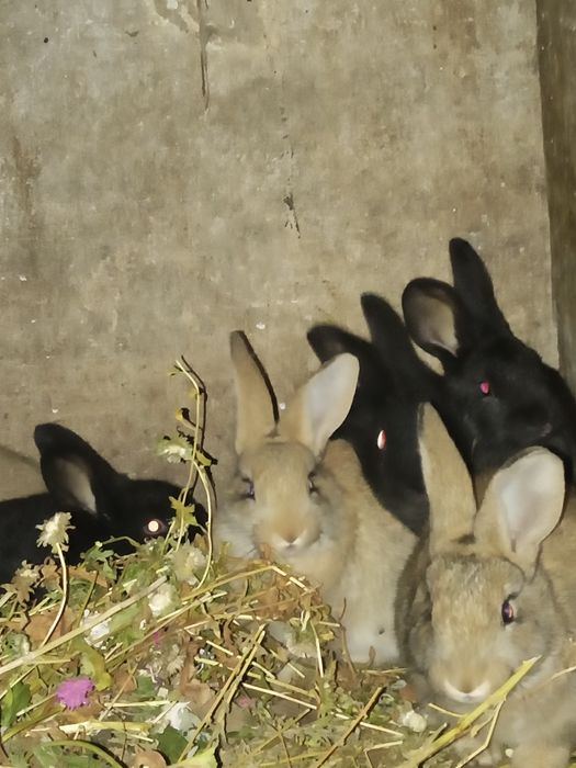 Продаю крольчат.