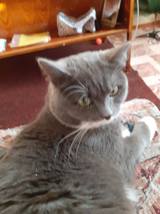 Отдам в добрые руки