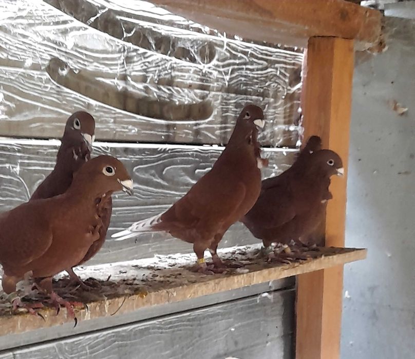 Porumbeii roșii cu floare pui de 2025