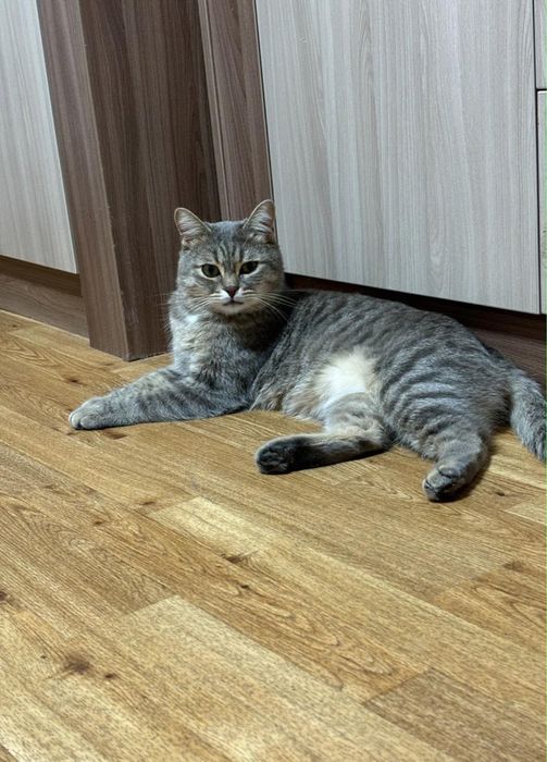Отдам кота в добрые руки