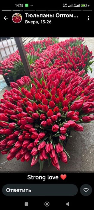 Тюльпаны в розницу от 550тг.