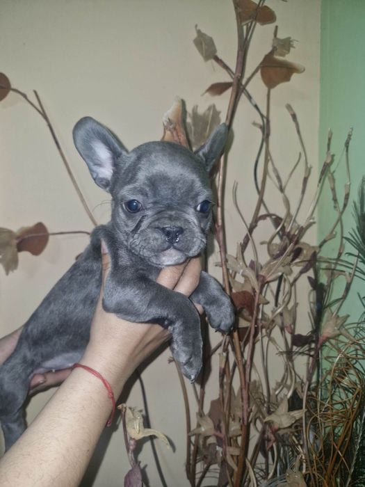 Френски булдочета