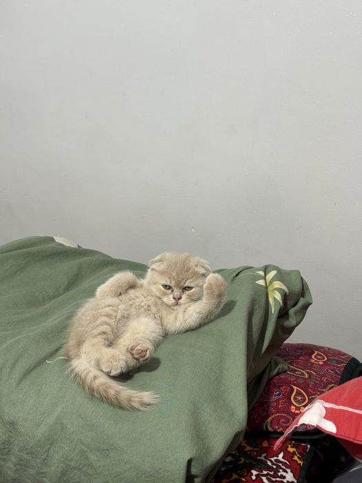 Mushukchalar sotiladi 2 oylik