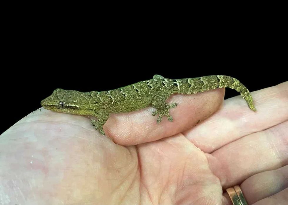 Траурен гекон, плачещ гекон, люспопръст гекон, лугубрис (Lepidodactylus lugubris)