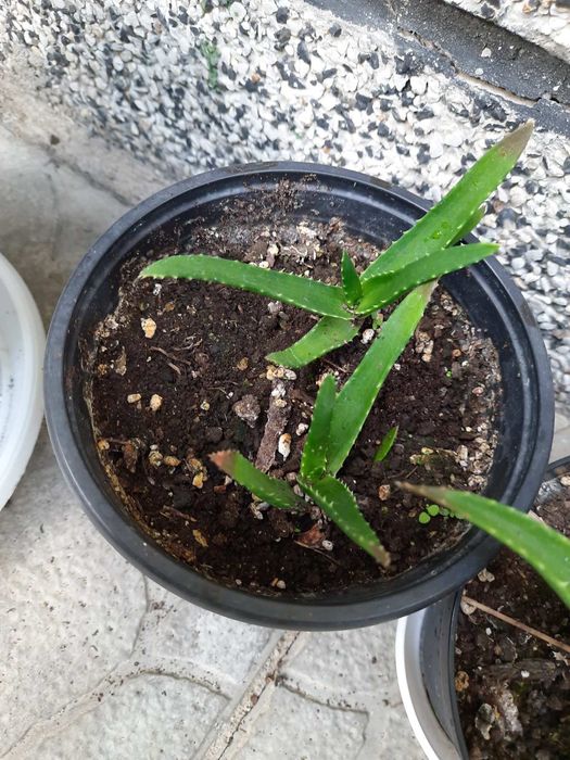 Алое Вера на 5  години