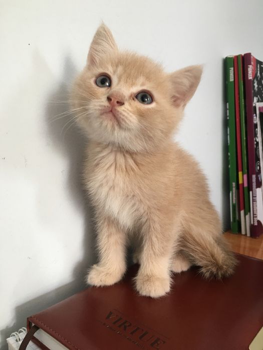 срочно scottish fold va straight