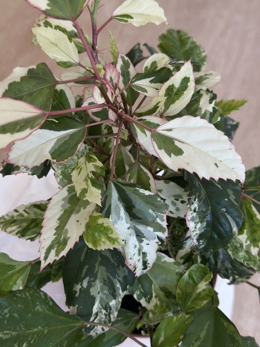 Вариегатный гибискус