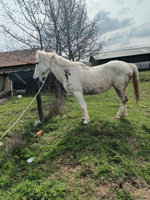 De vanzare  iapa cuminte, citeste anuntul
