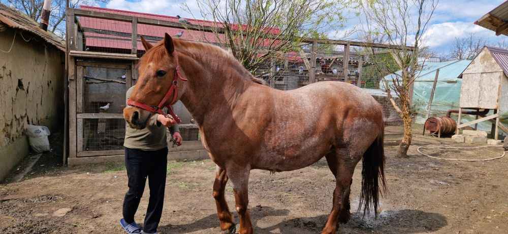 Vand iapa metis lipitan, mama semigreu-tatal linie Napoletano