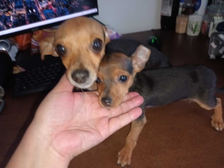 Мъжки мини пинчер