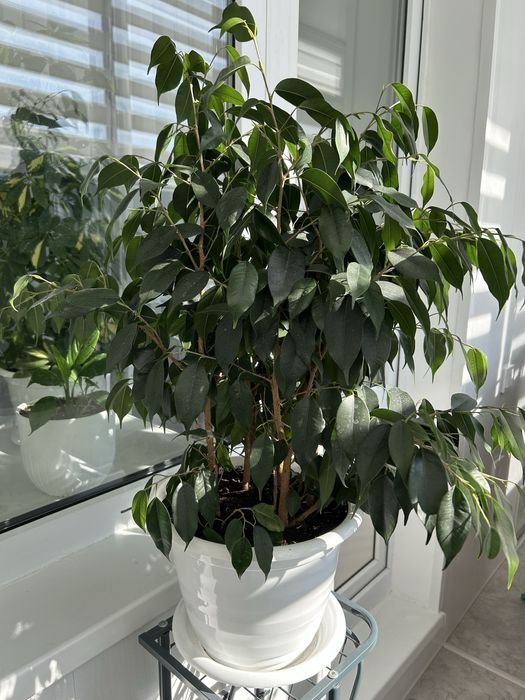 Продам фикус бенджамина