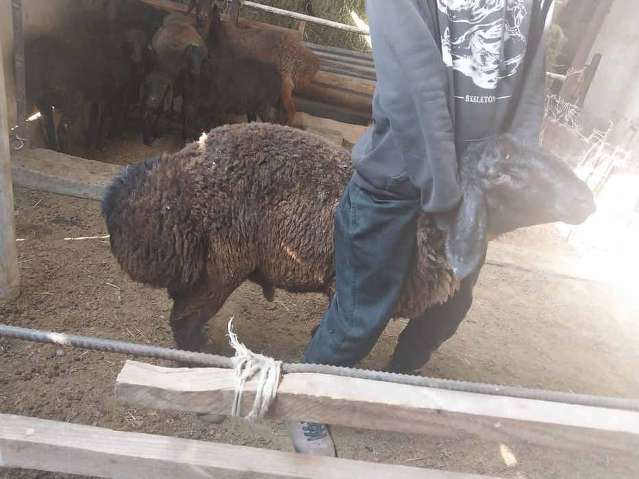 Гиссар қошқар сатылады.