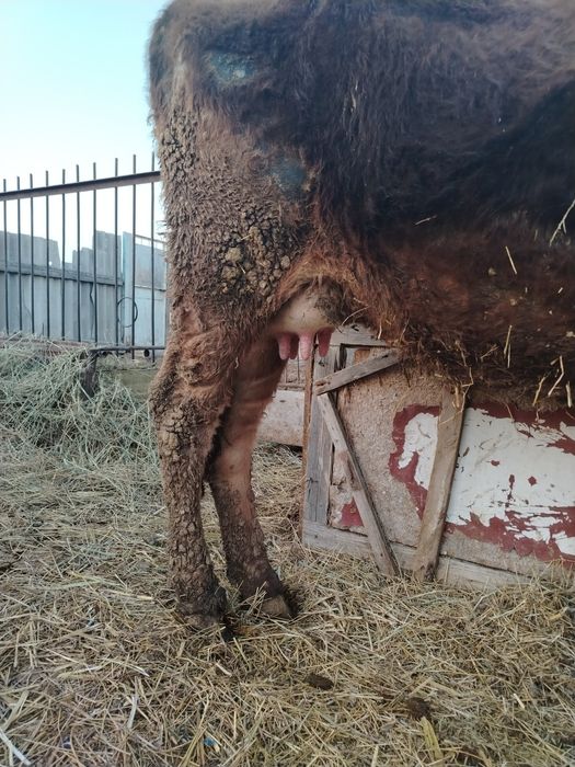 Корова с теленком