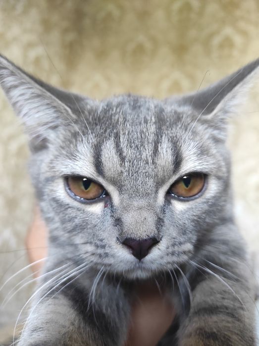 Mushuk British fold toyger bn aralash