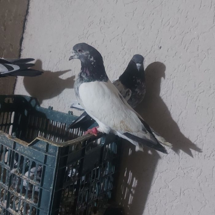 Пакистан кобрашей самец летный