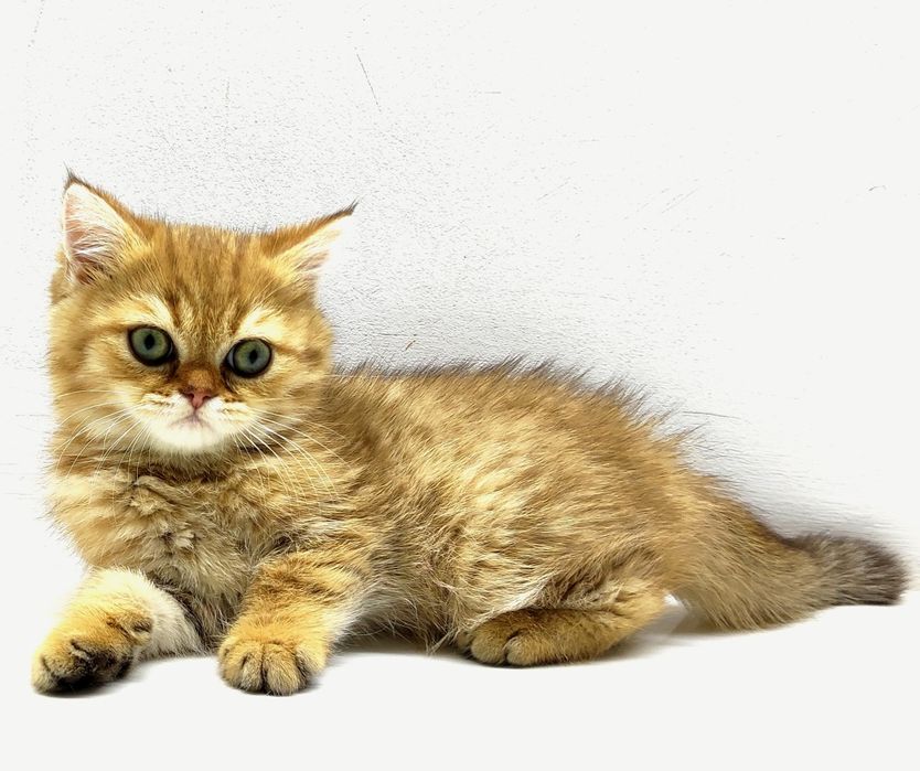 БритАнскИе КотЯта