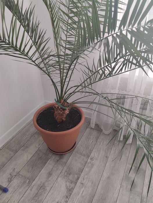 Пальма финиковая