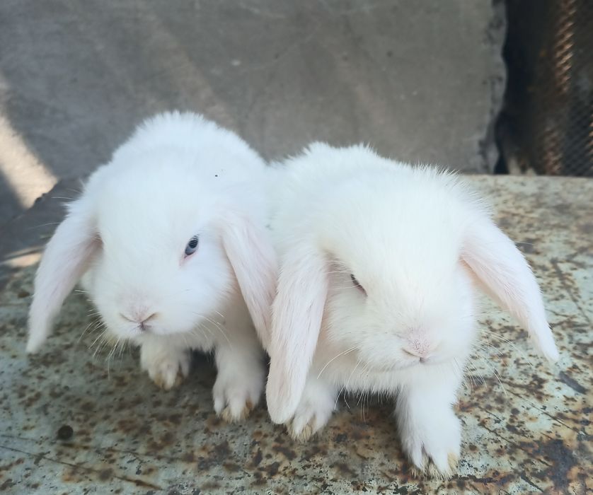 Продаются кролики карликовой породы