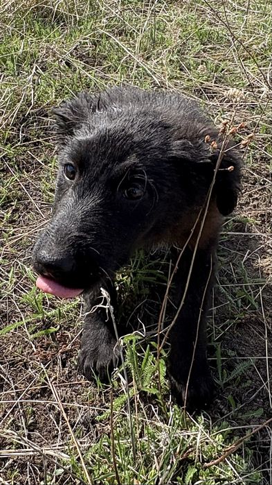 Щенки в добрые руки