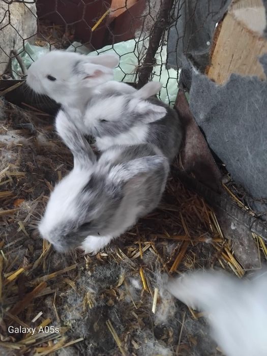 Iepurași de vanzare