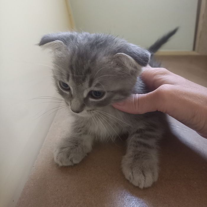 Вислоухие  котята 1,5 месяц