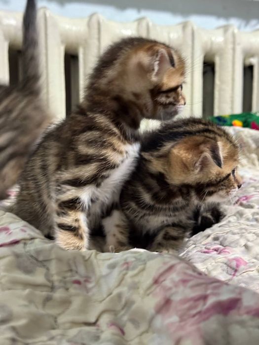 Бегалский мушуклар