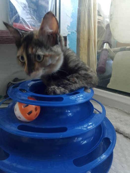 Отдадим бесплатно котят