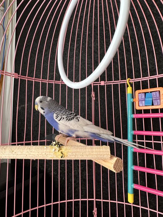 Попугай волнистый