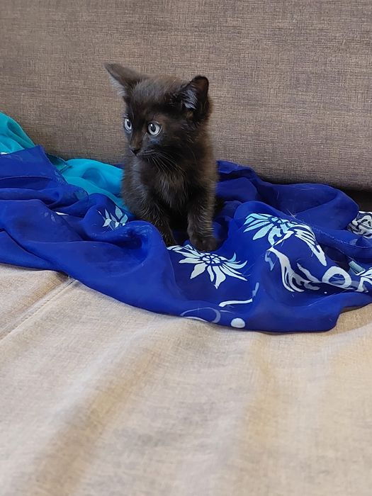 Отдам котенка в добрые руки
