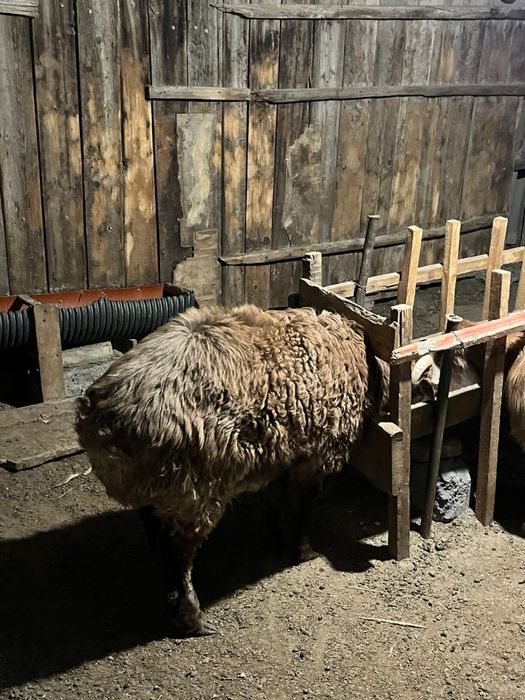 кошкар сатылады семиз