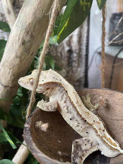 Crested gecko (masculin)