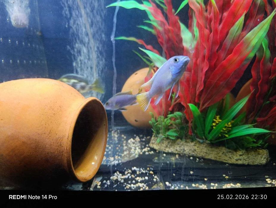 Akvarium va baliqlar sotiladi NURAFSHON