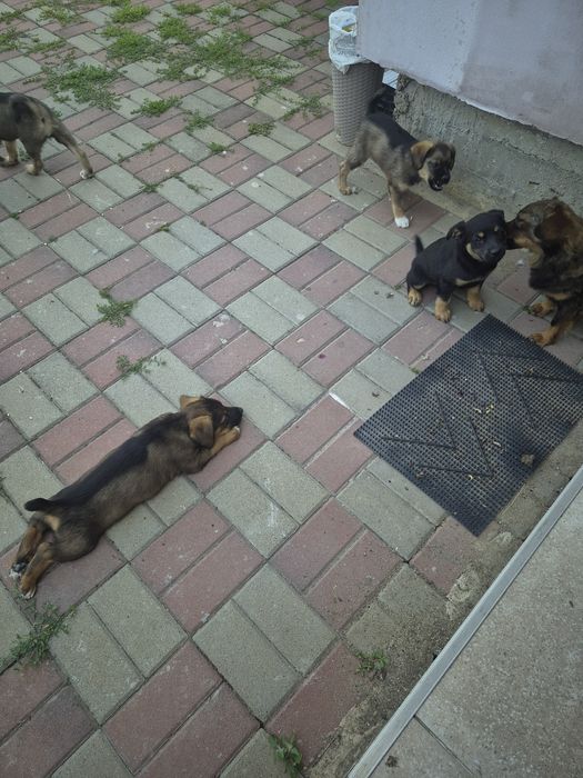 Donez Căței talie mică!
