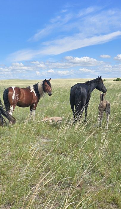 Кула башкир айгыр сатылады!