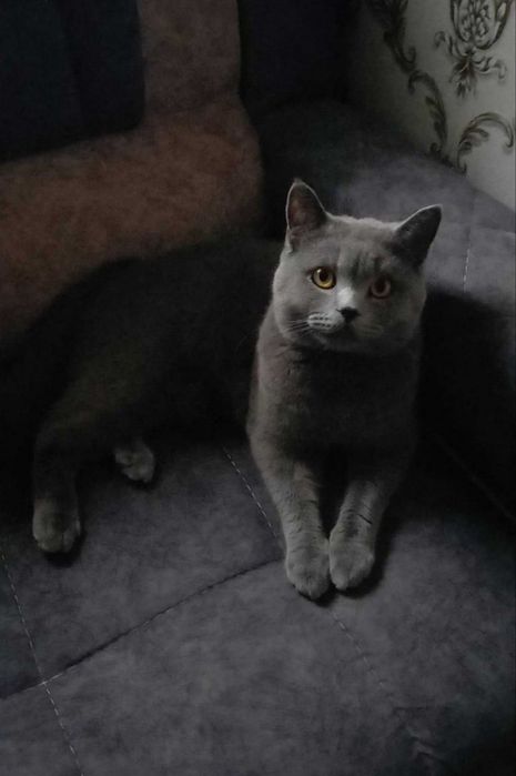 Скотиш страйт 8 ойлик йувош